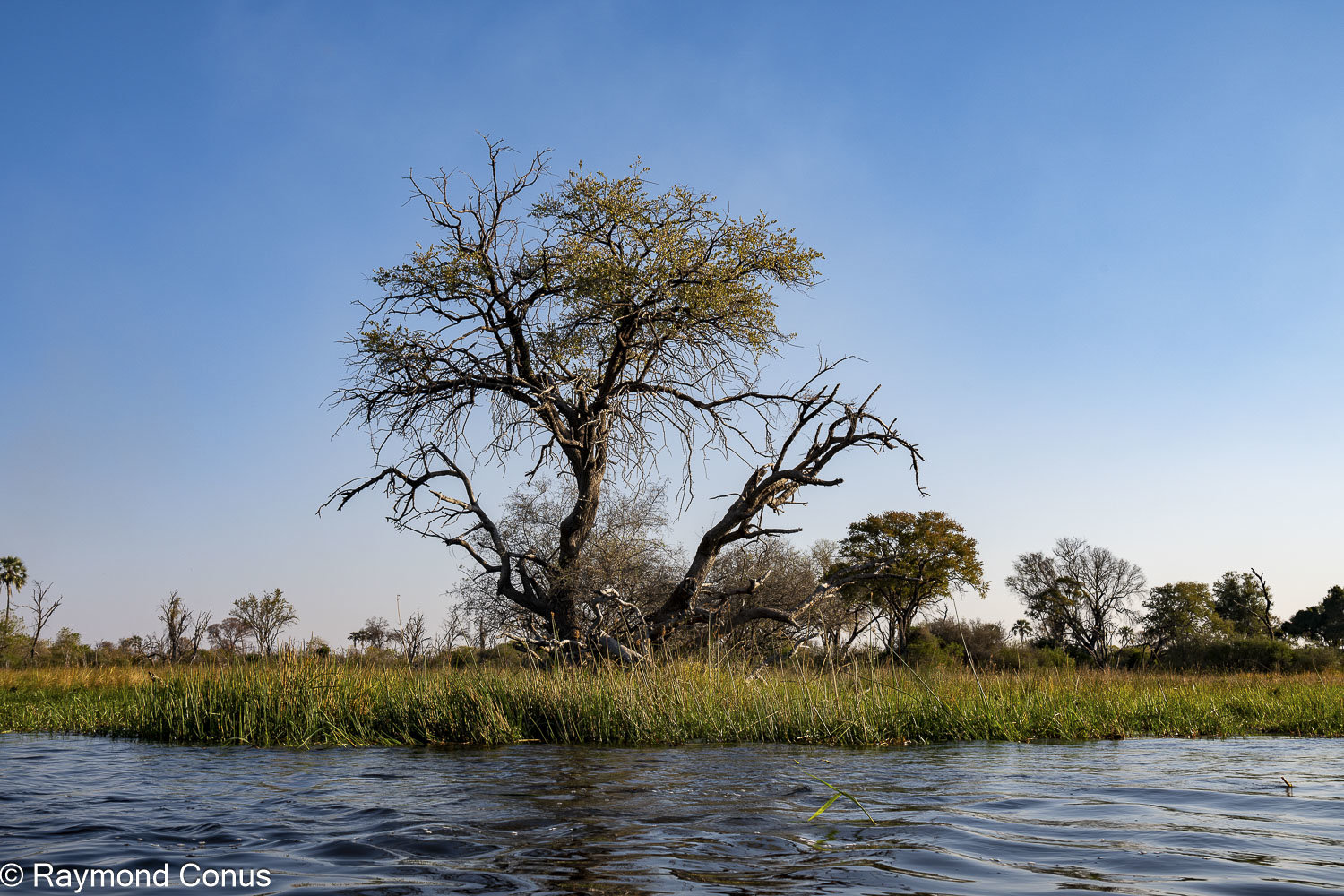 Delta de l'Okavango (7)