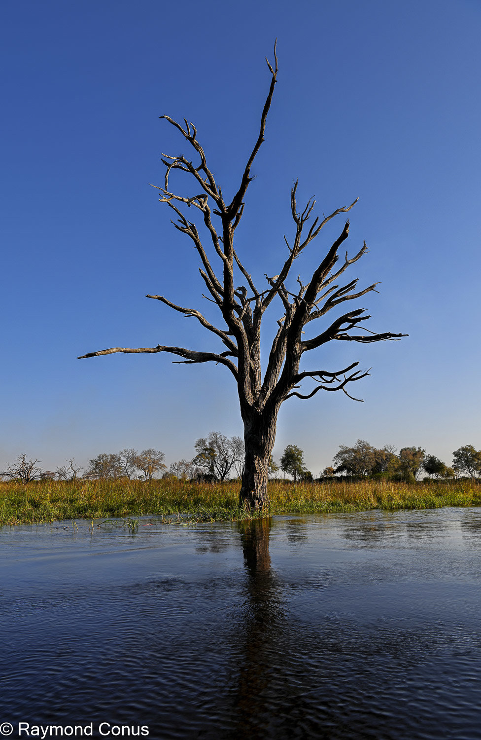 Delta de l'Okavango (9)