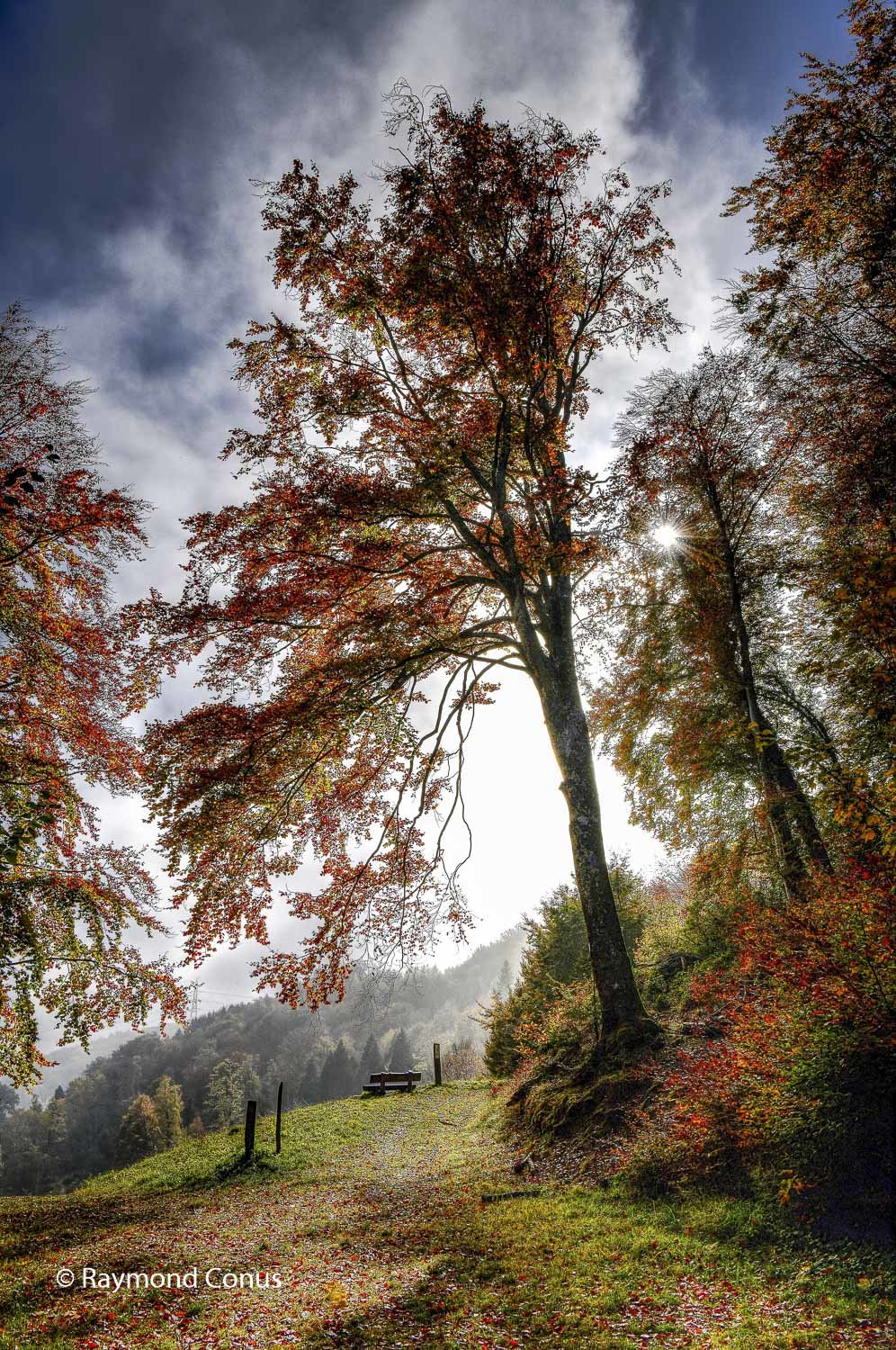 Drize (6)
