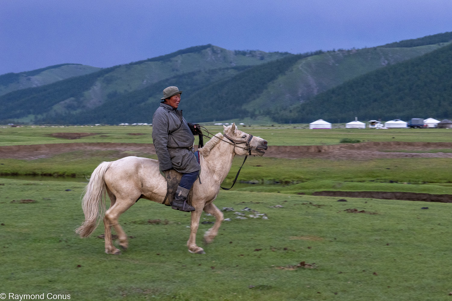 Horses (10)