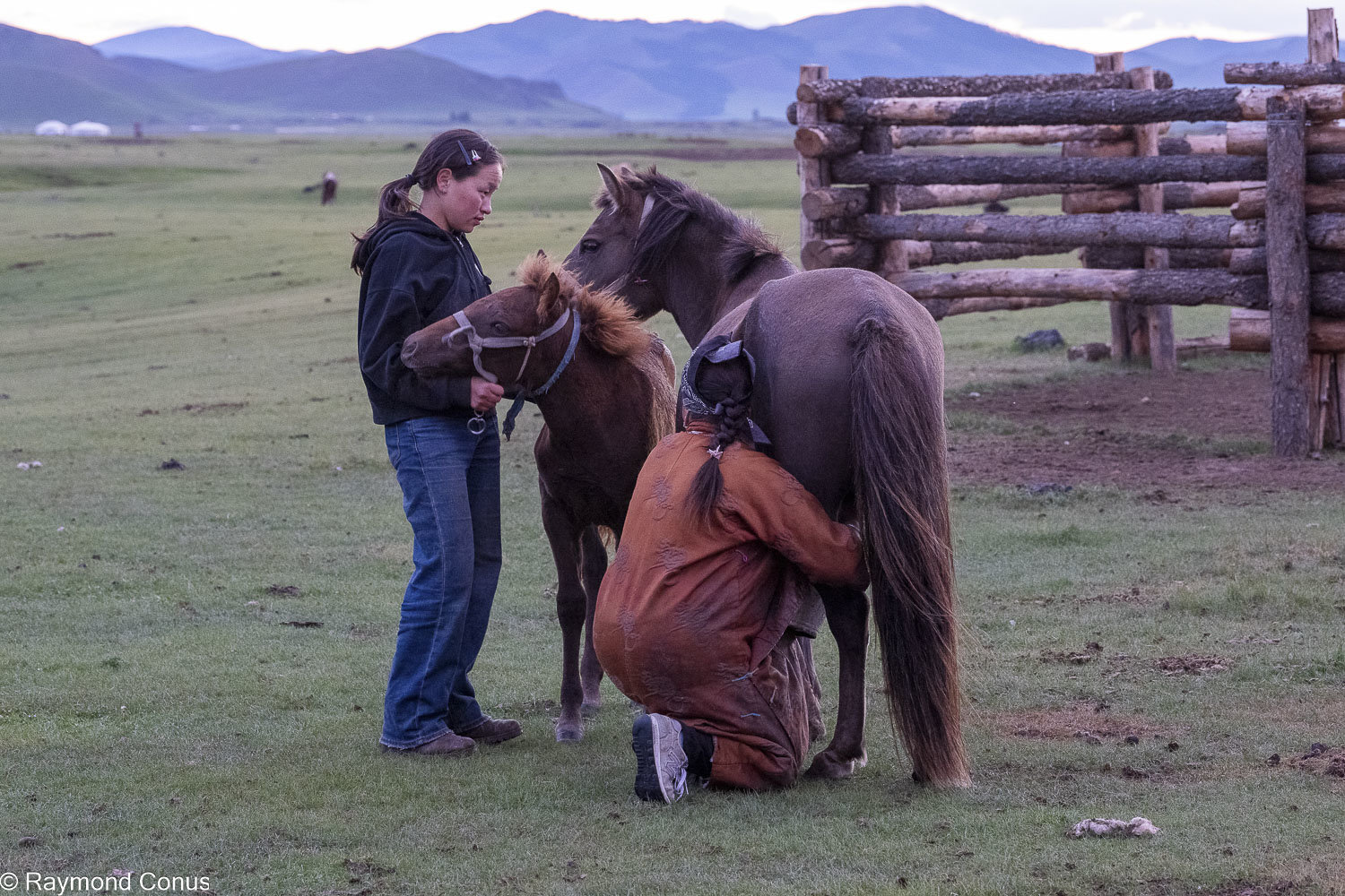 Horses (11)