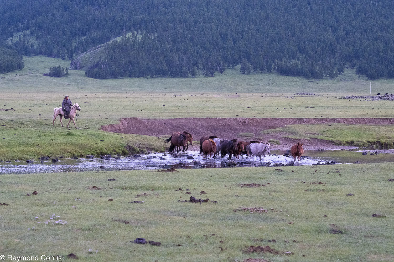 Horses (12)