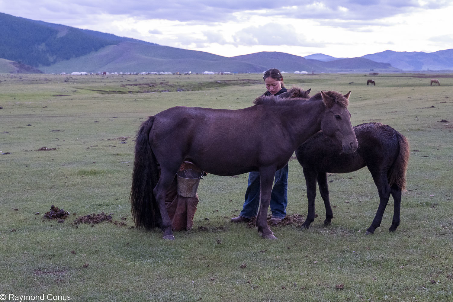 Horses (13)