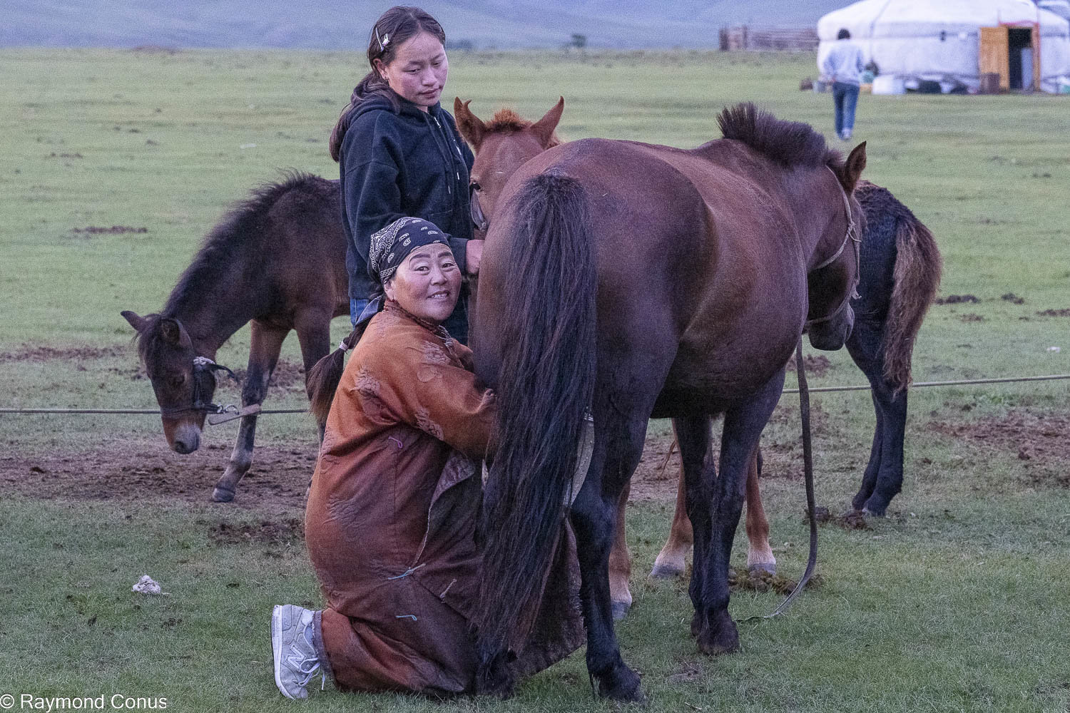 Horses (15)