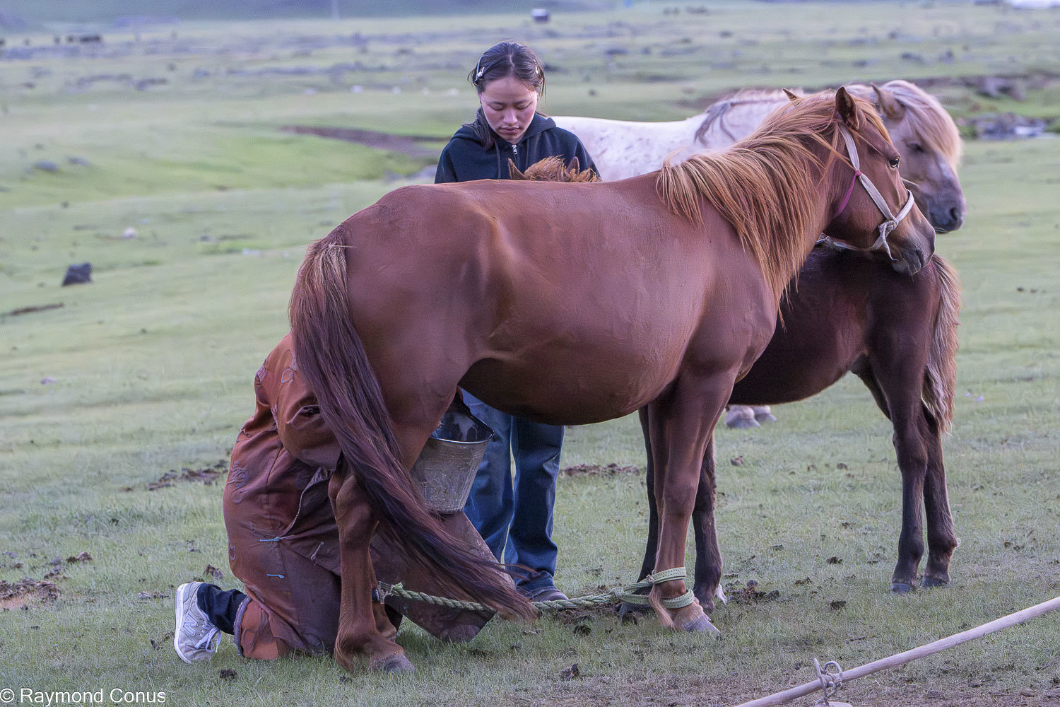 Horses (18)