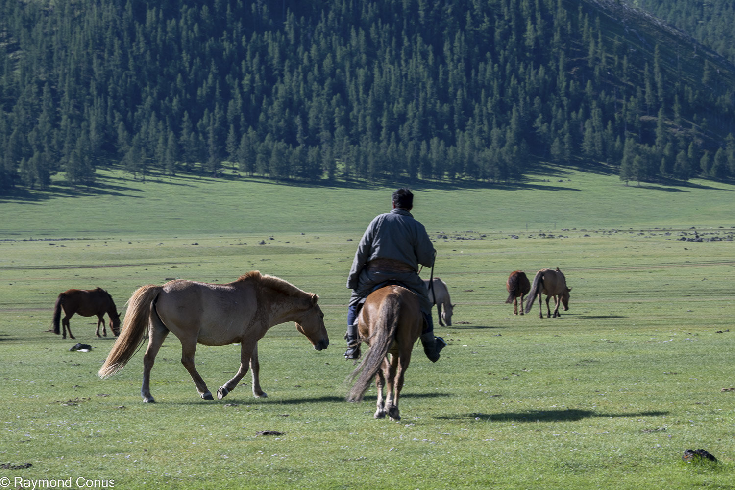 Horses (19)