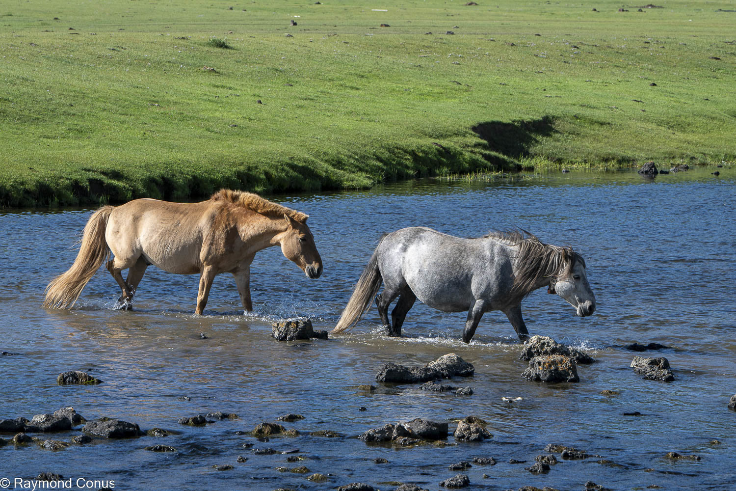 Horses (20)
