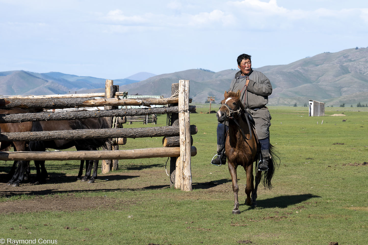 Horses (21)