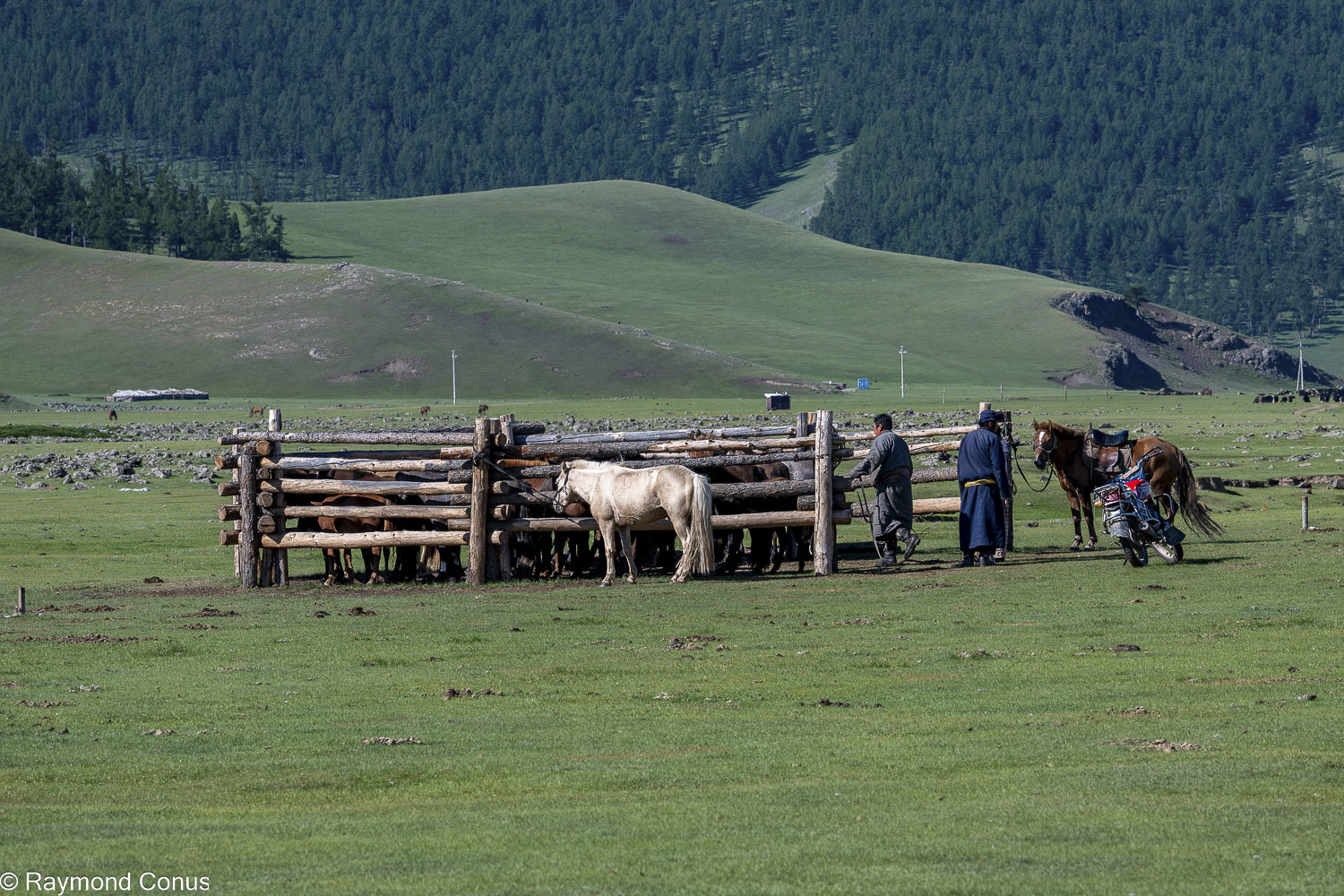 Horses (22)