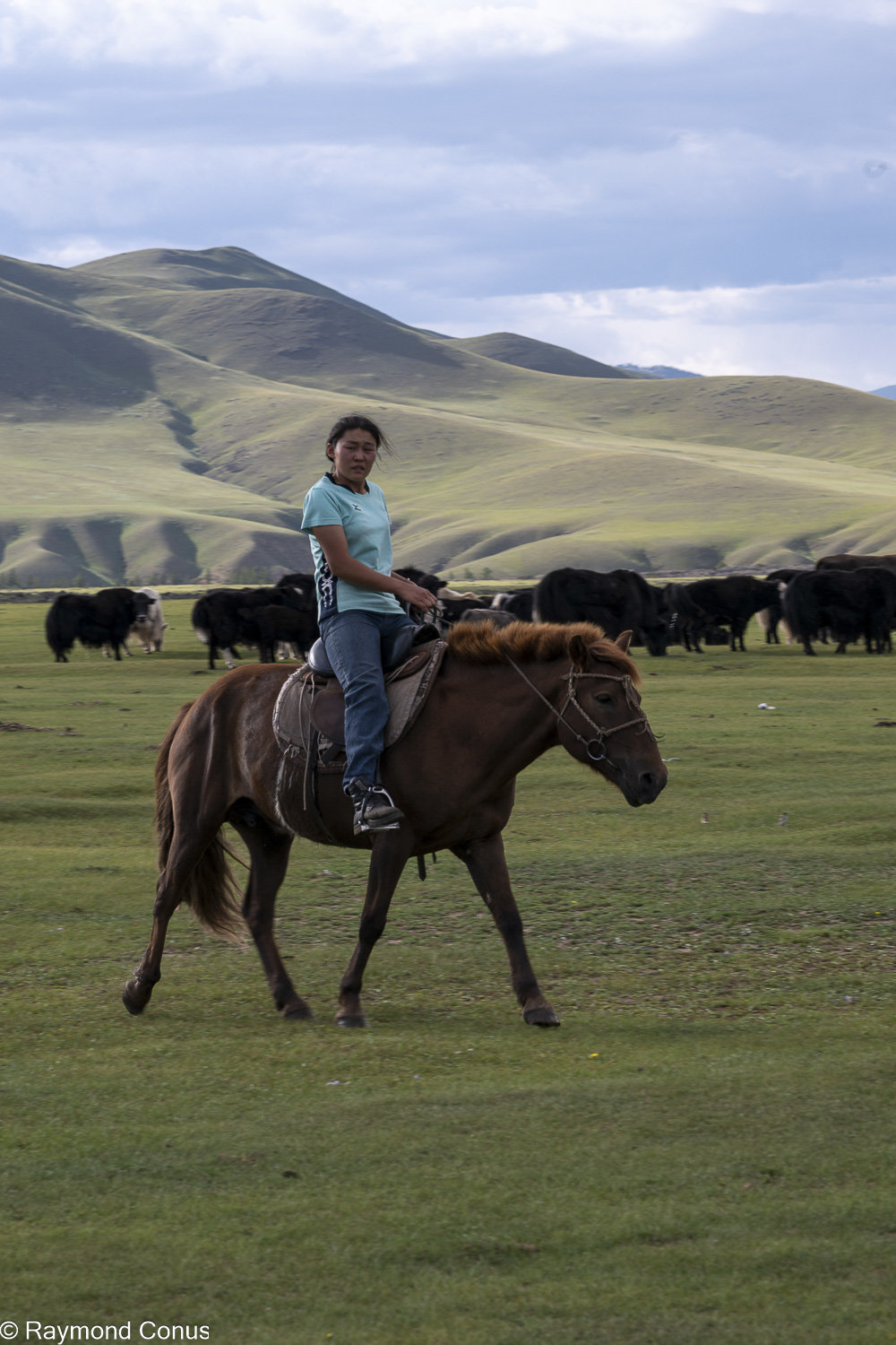Horses (23)
