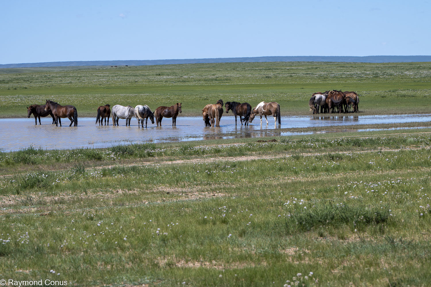 Horses (24)