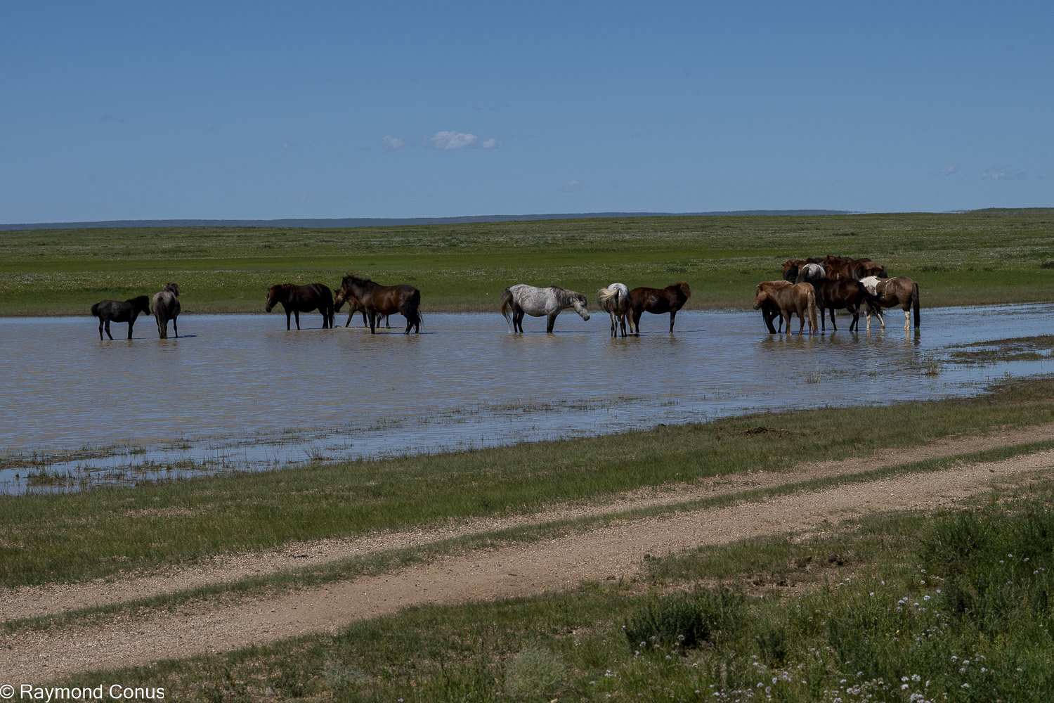 Horses (25)