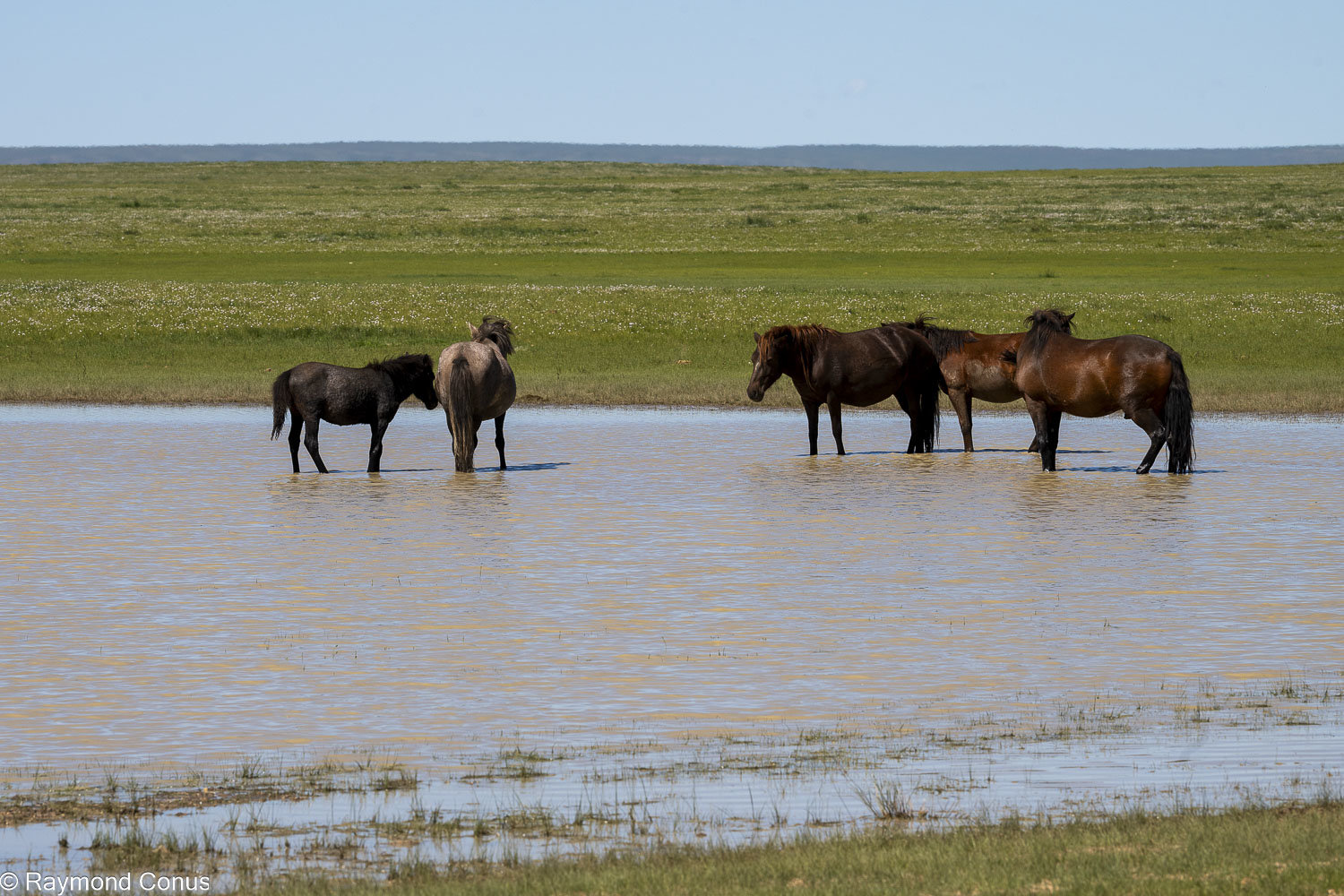 Horses (26)