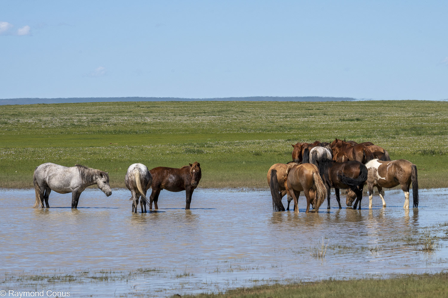 Horses (27)