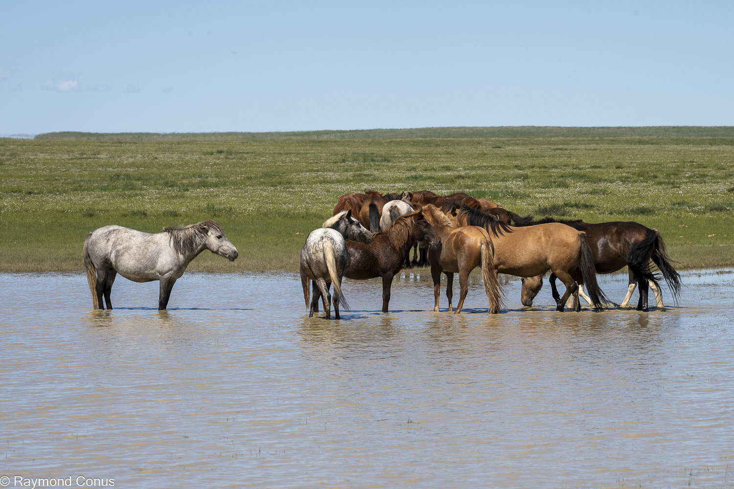 Horses (28)