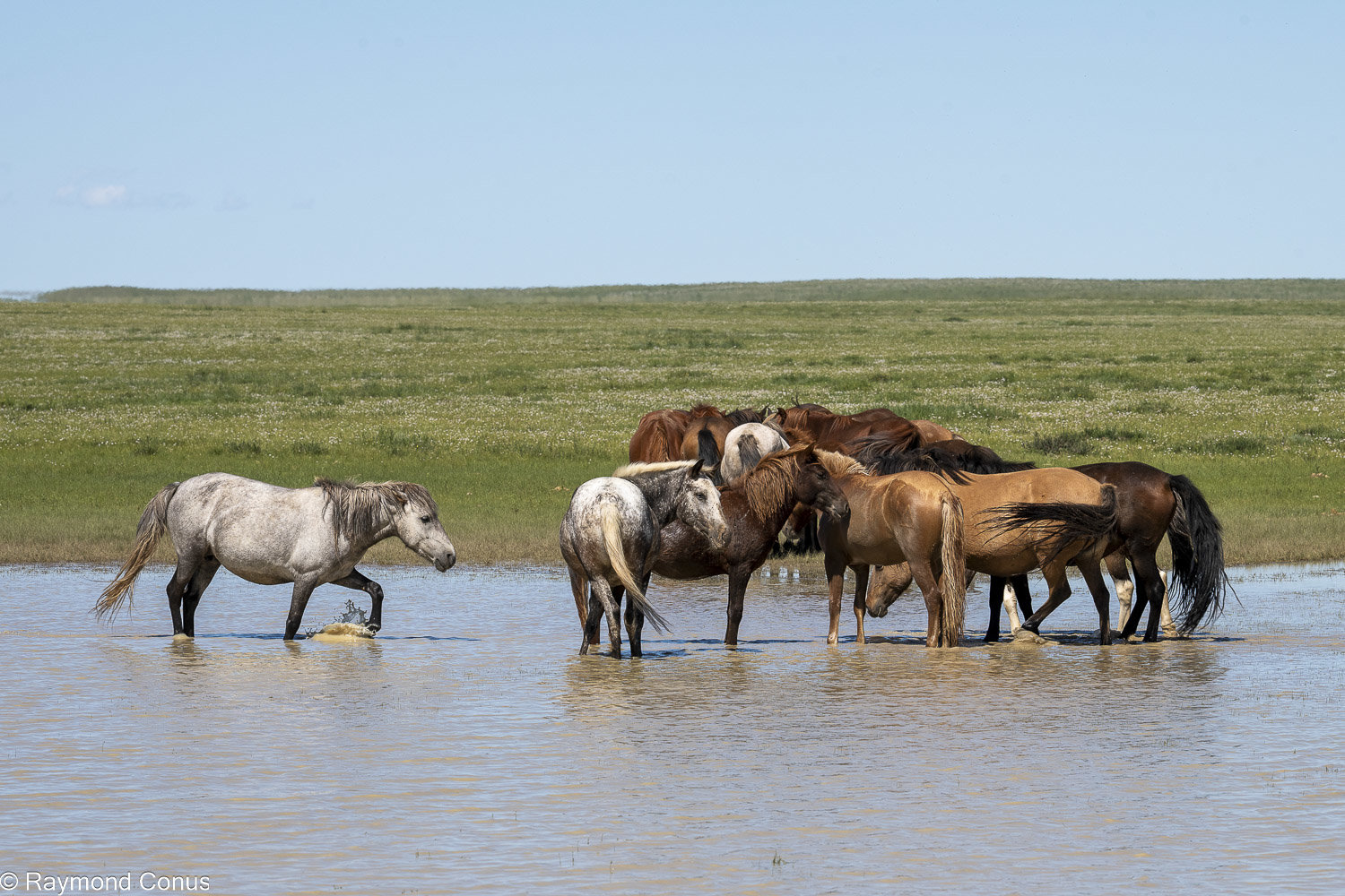 Horses (29)