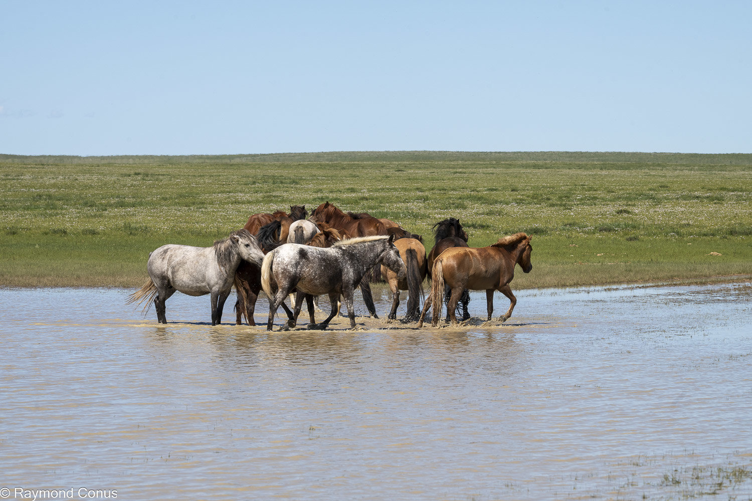 Horses (30)
