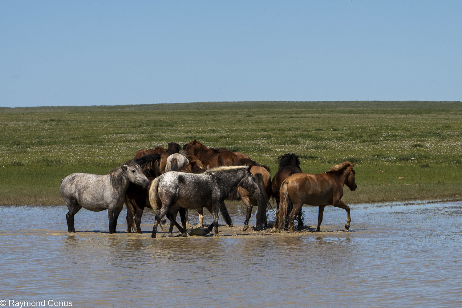 Horses (31)