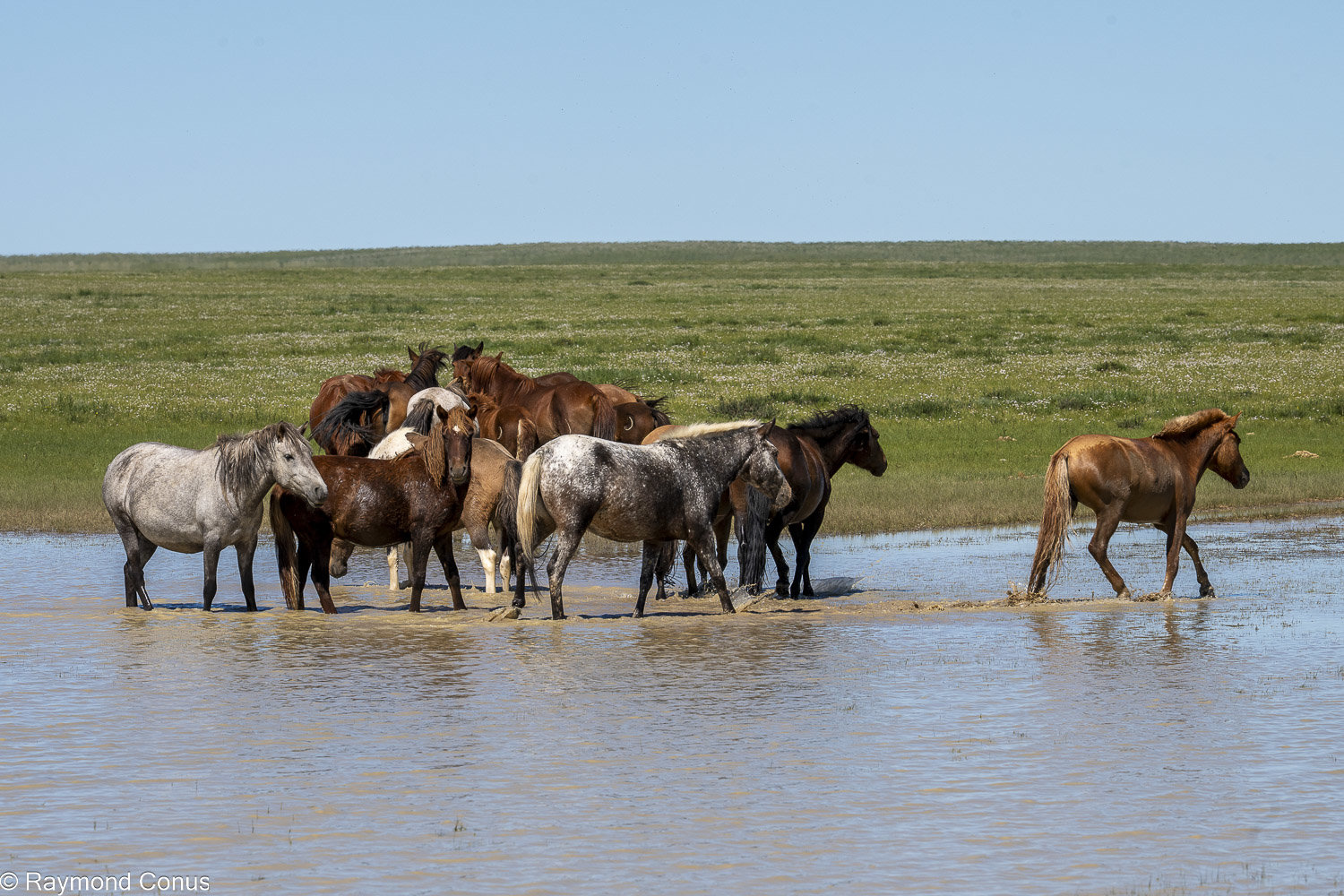 Horses (32)