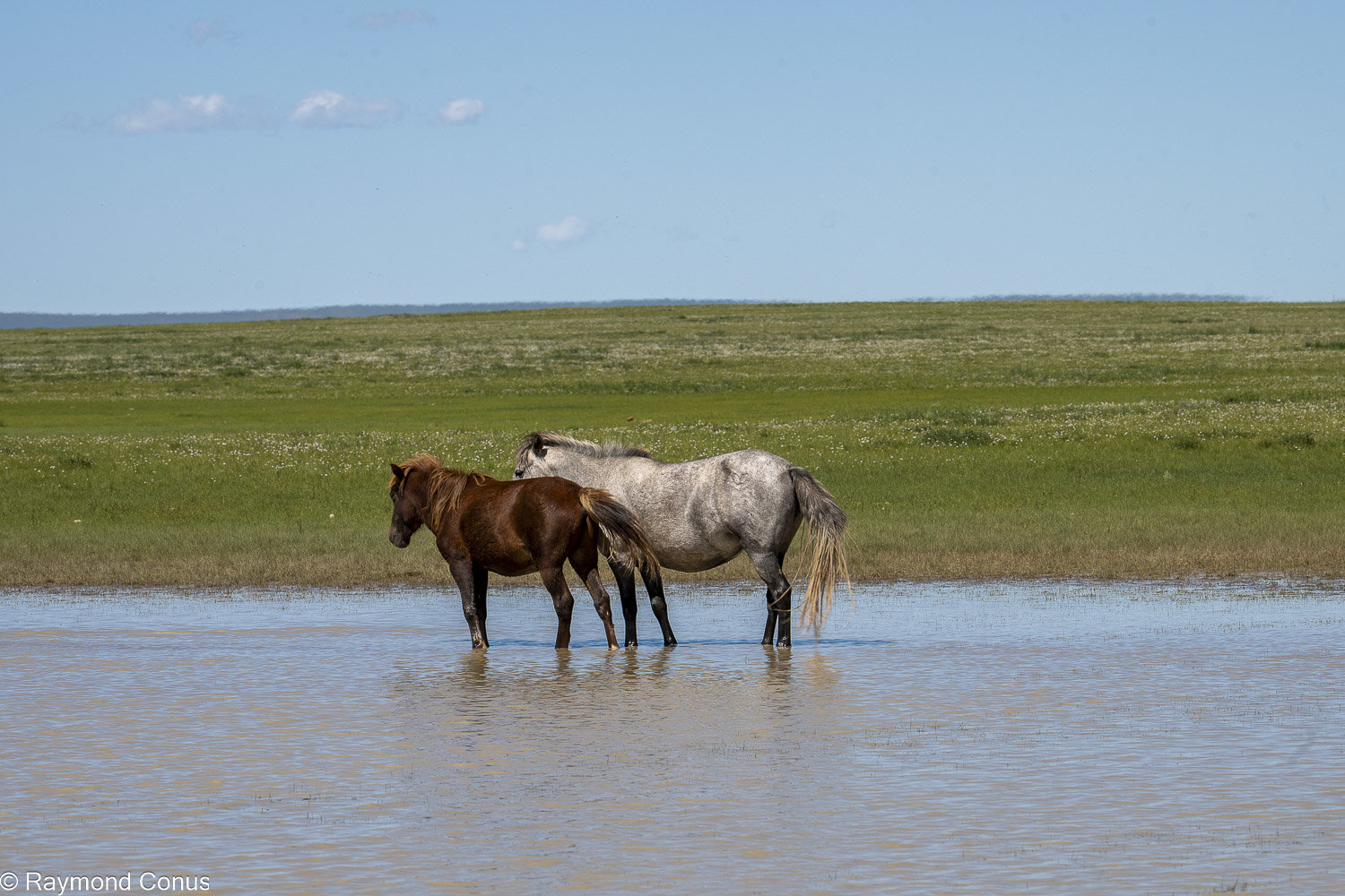 Horses (33)