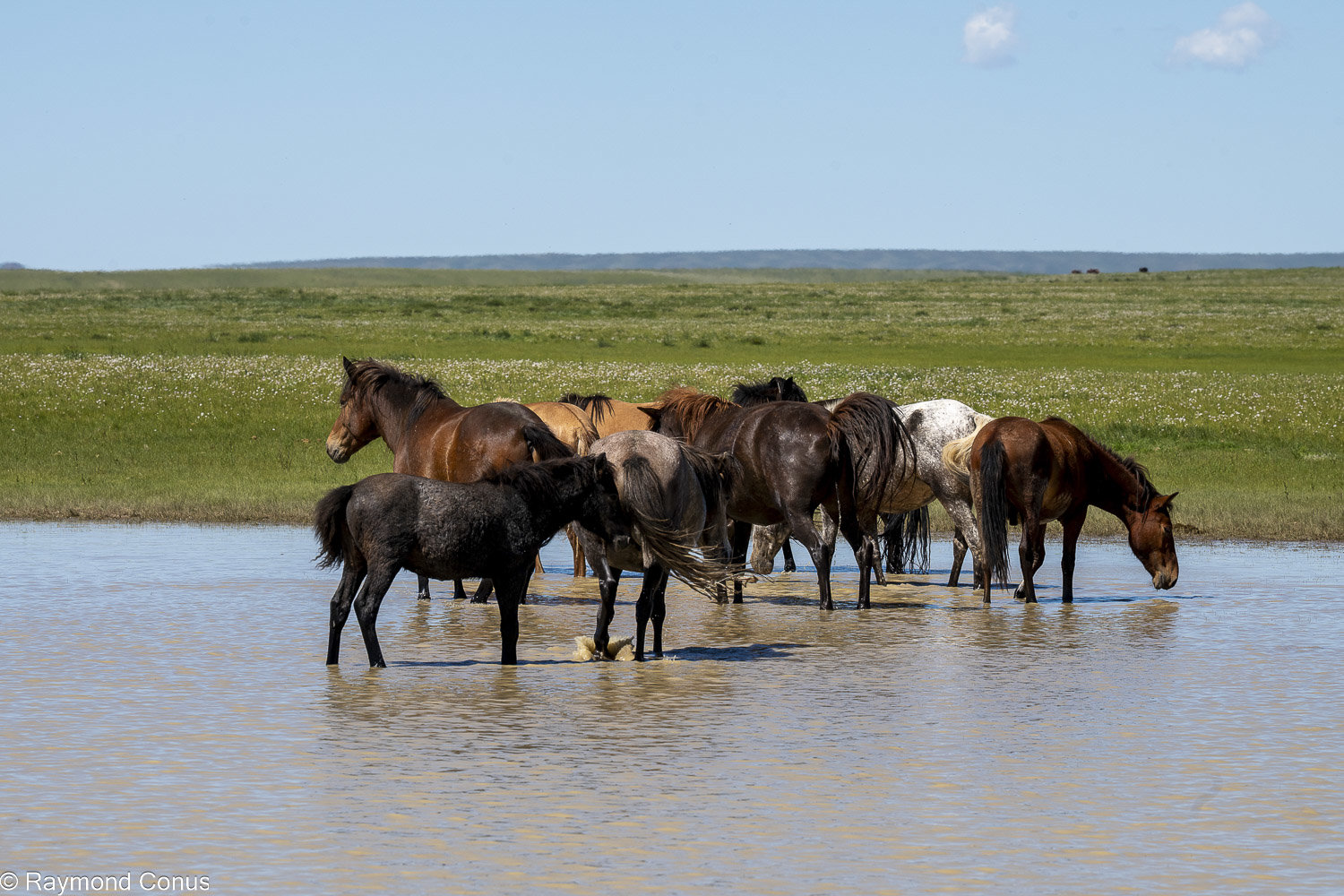 Horses (34)