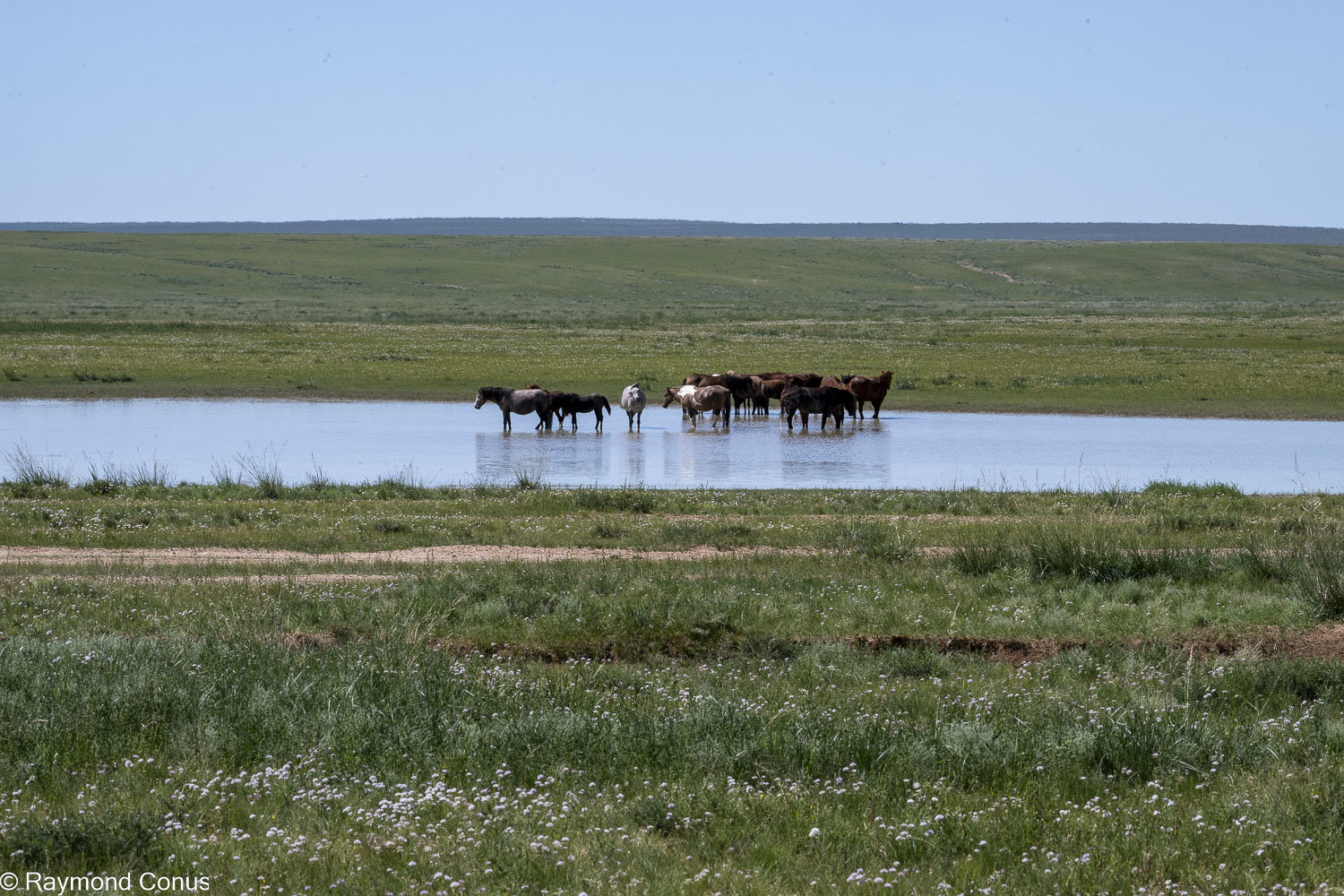 Horses (35)