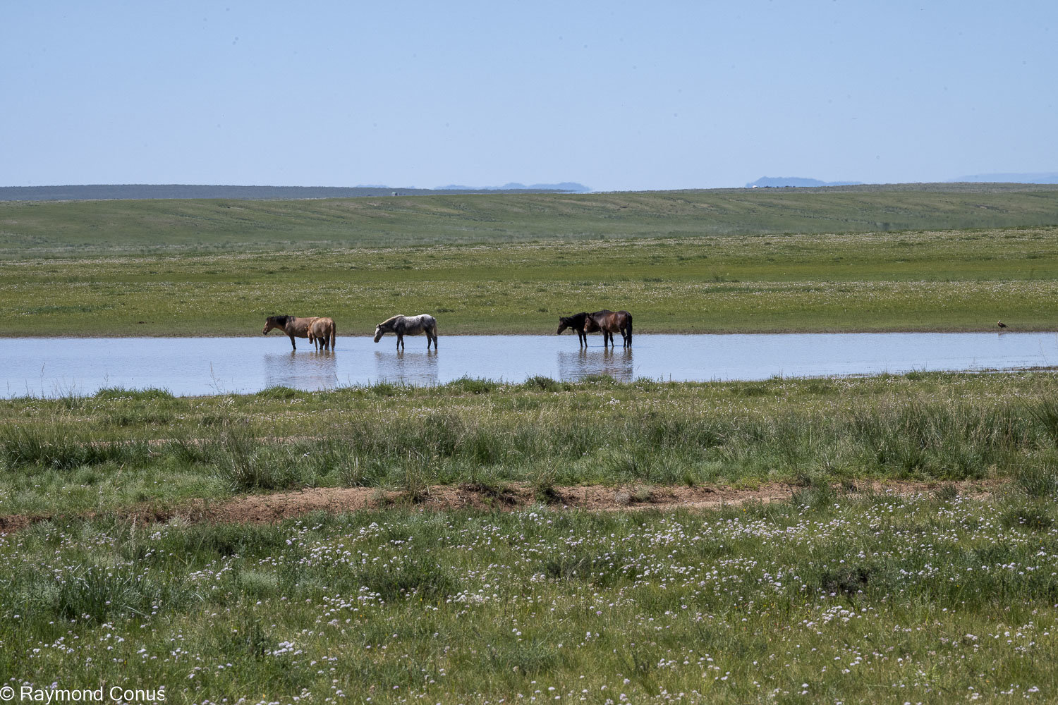 Horses (36)