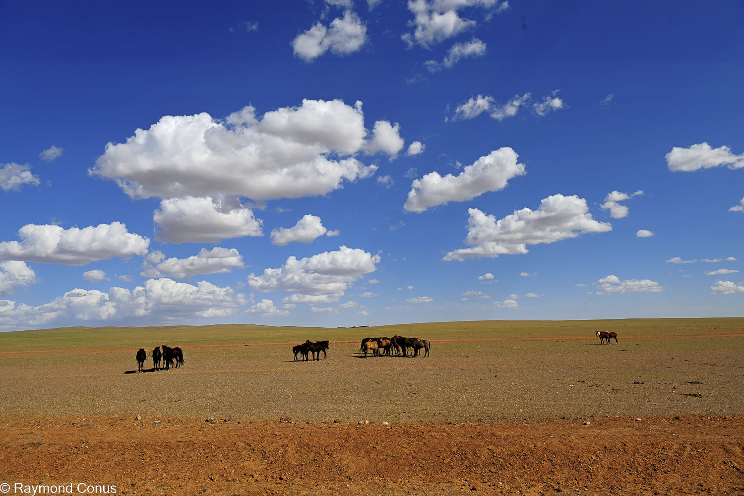 Horses (37)