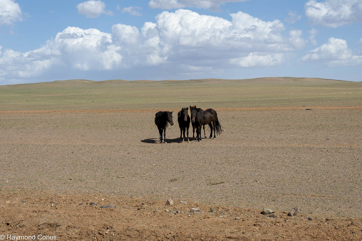 Horses (38)