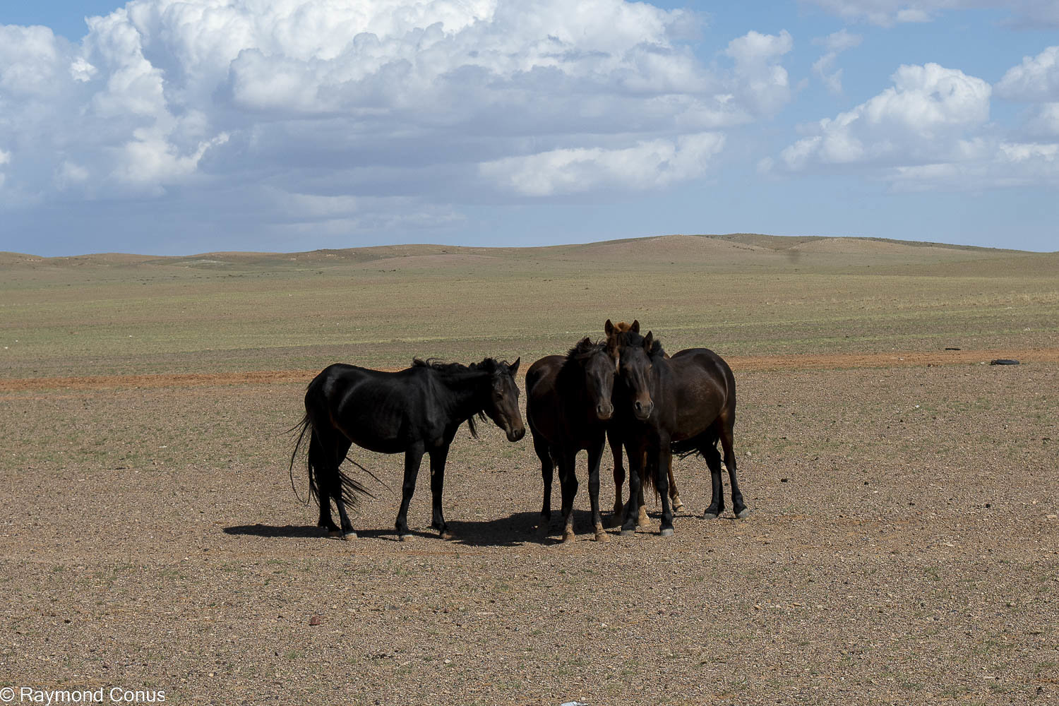 Horses (39)