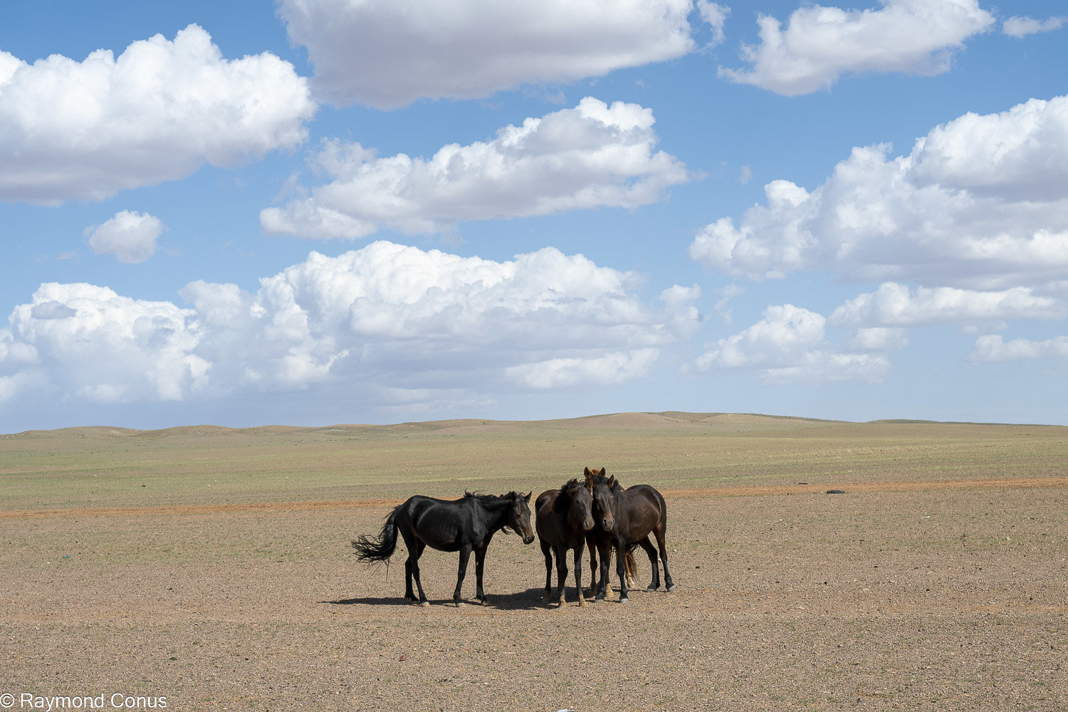 Horses (40)