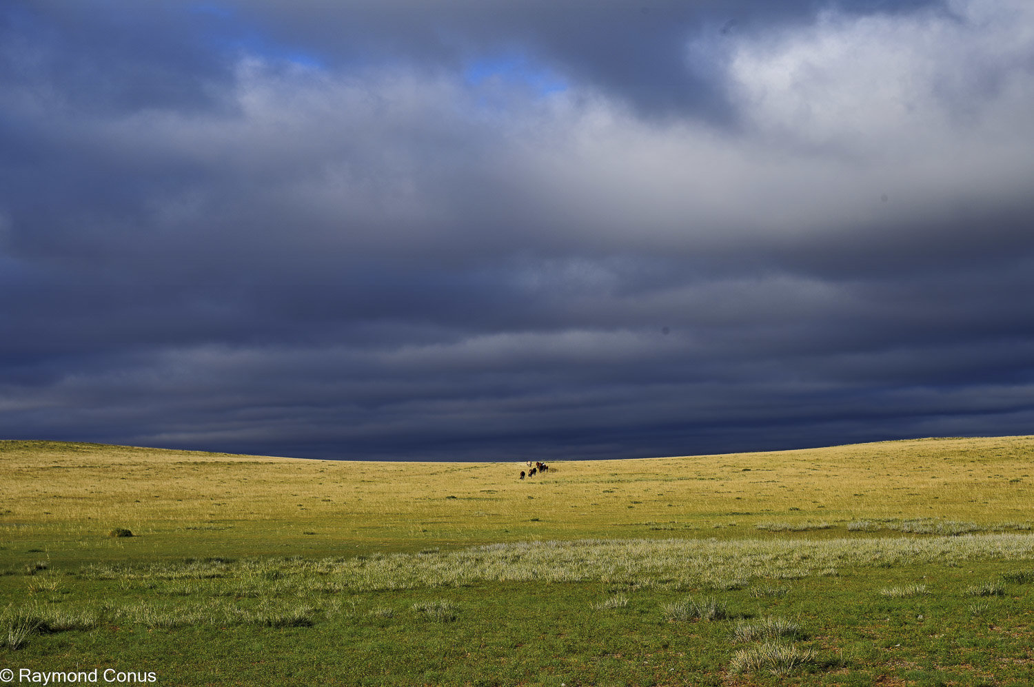 Horses (41)
