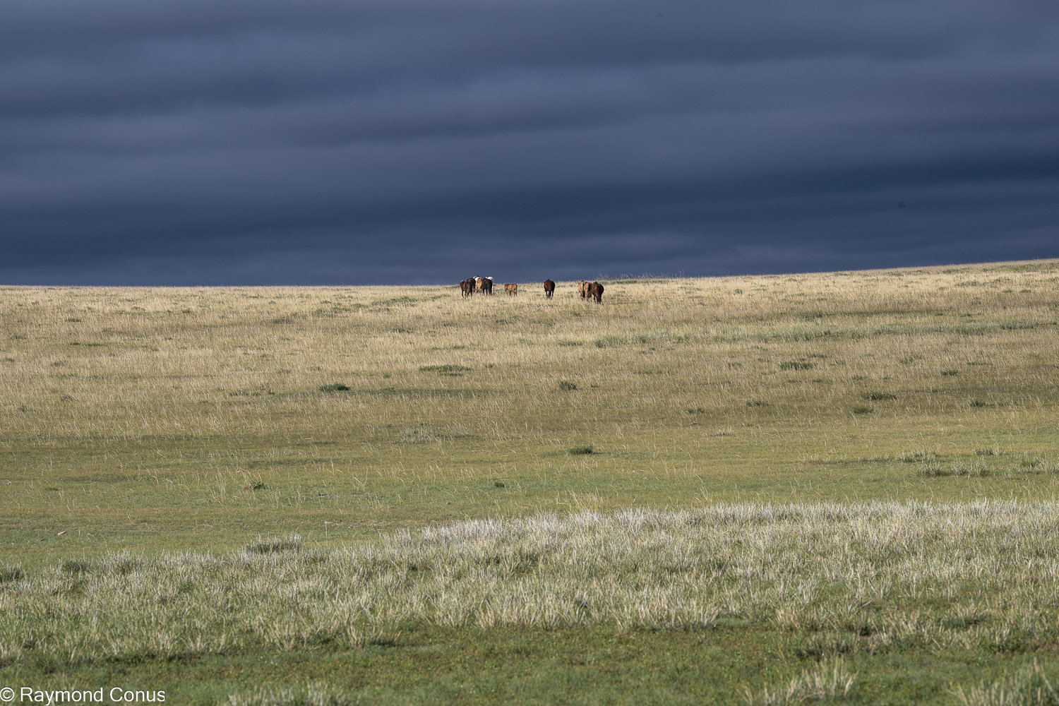 Horses (42)