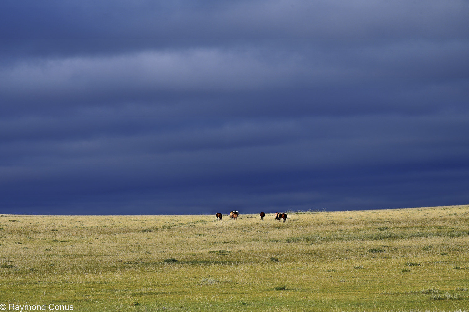 Horses (43)