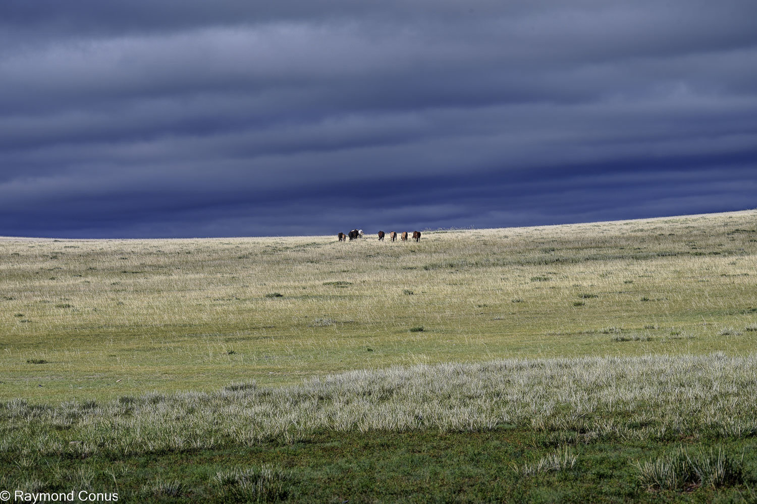 Horses (44)
