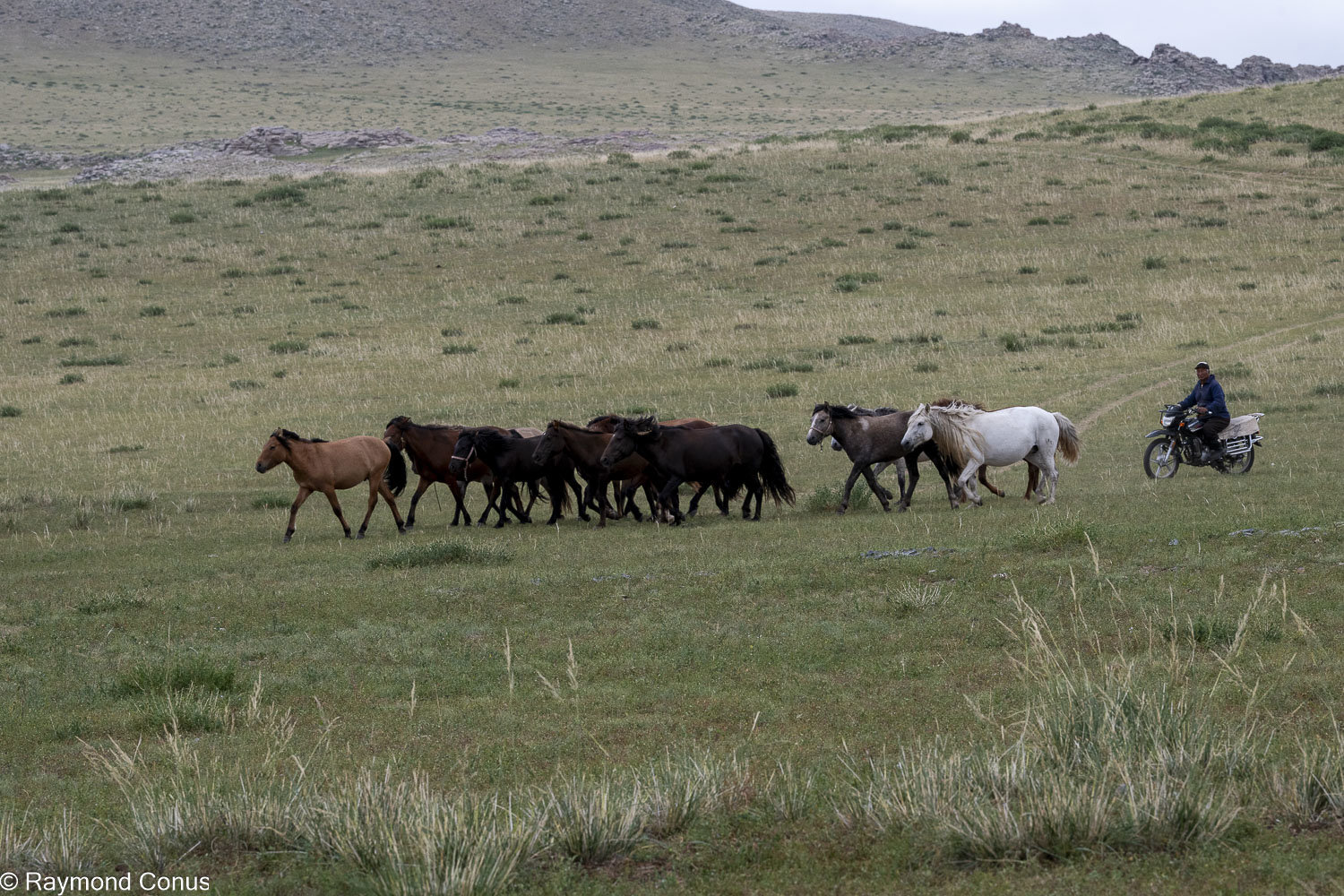 Horses (45)