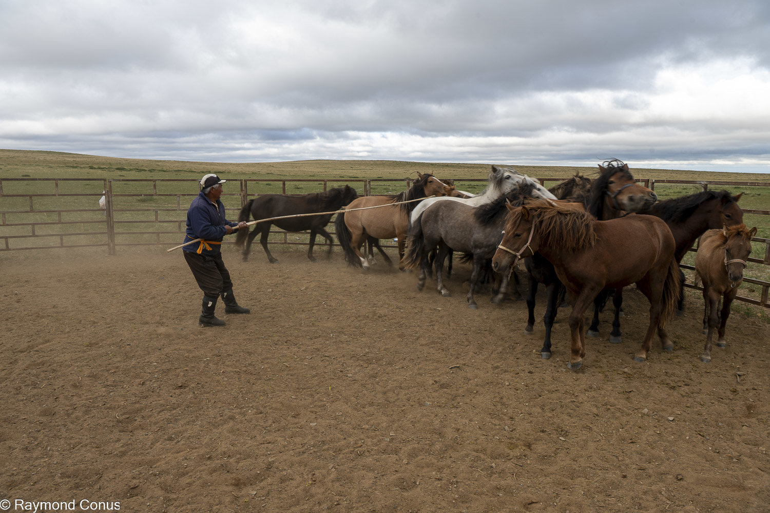 Horses (46)