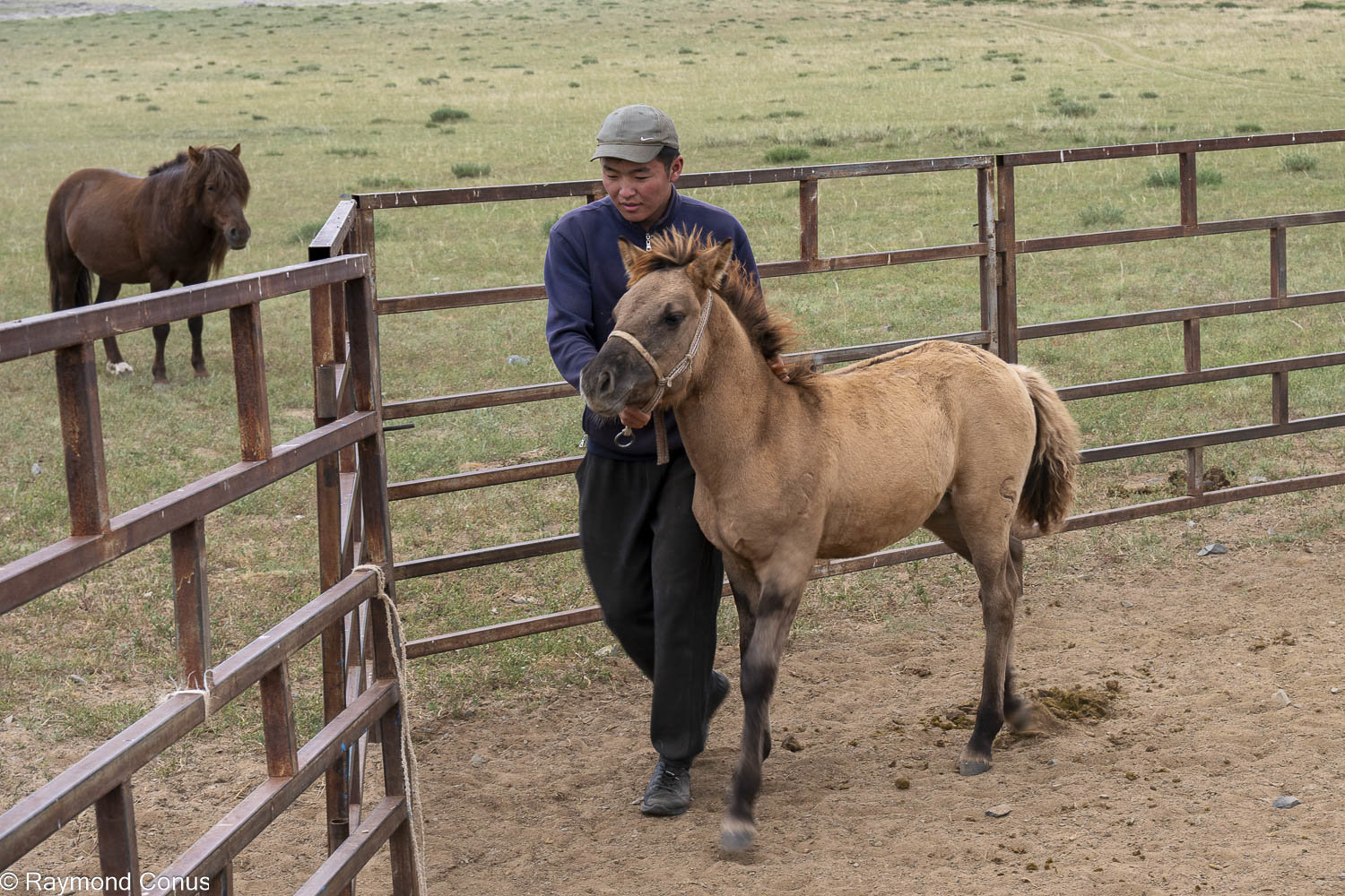Horses (47)