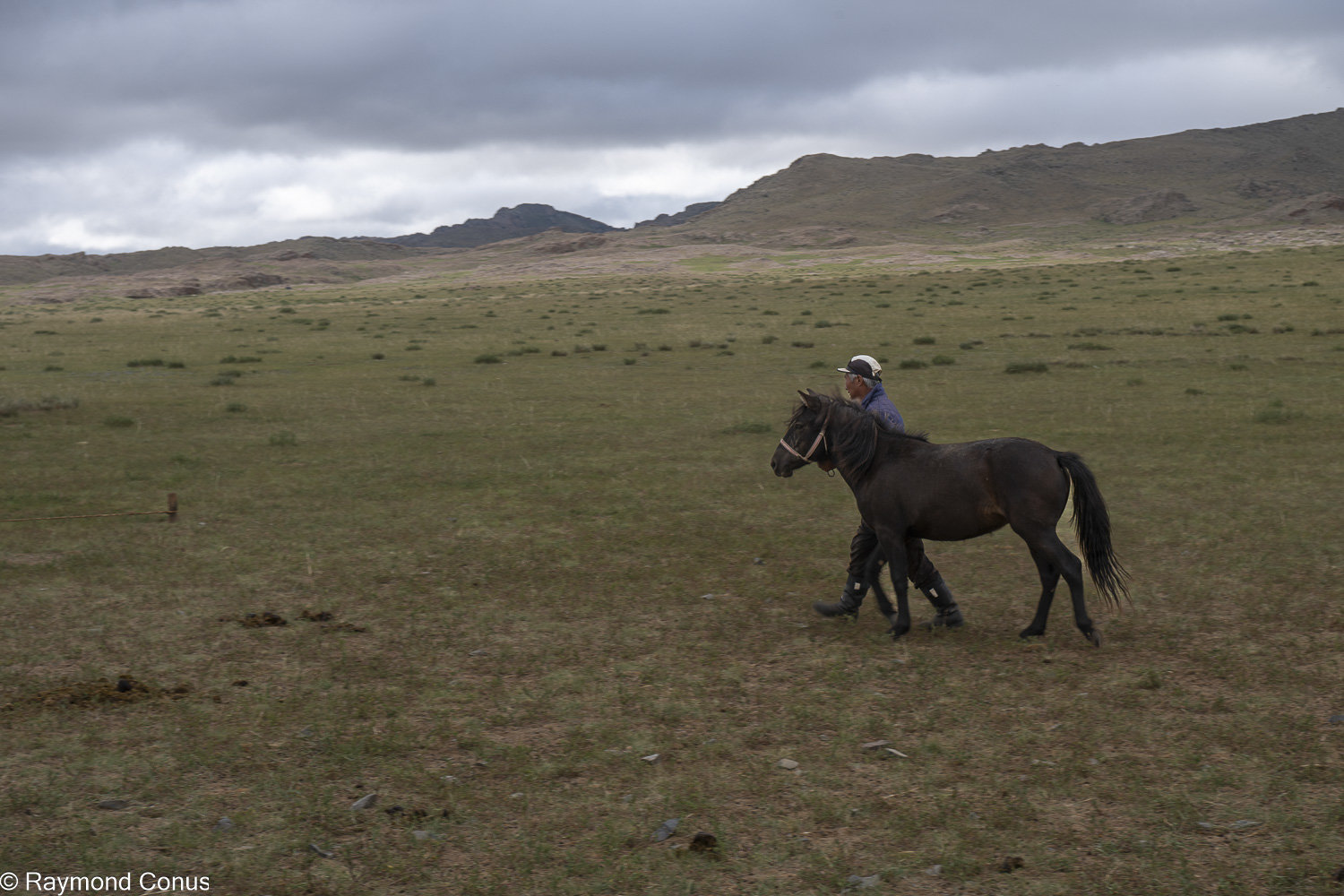 Horses (48)