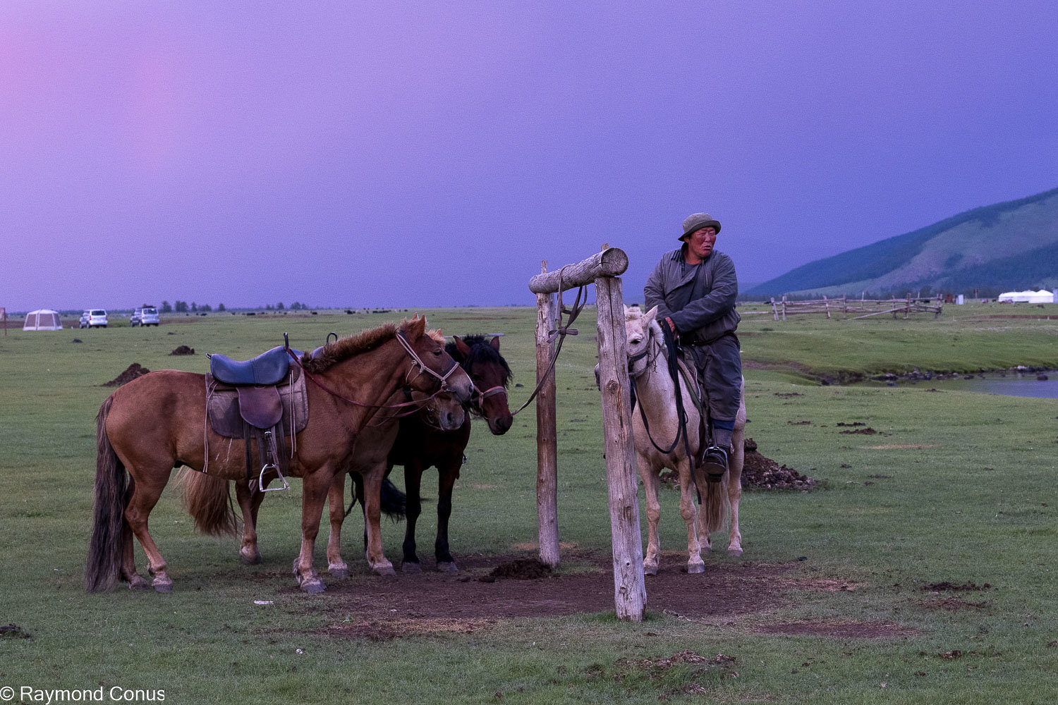 Horses (9)