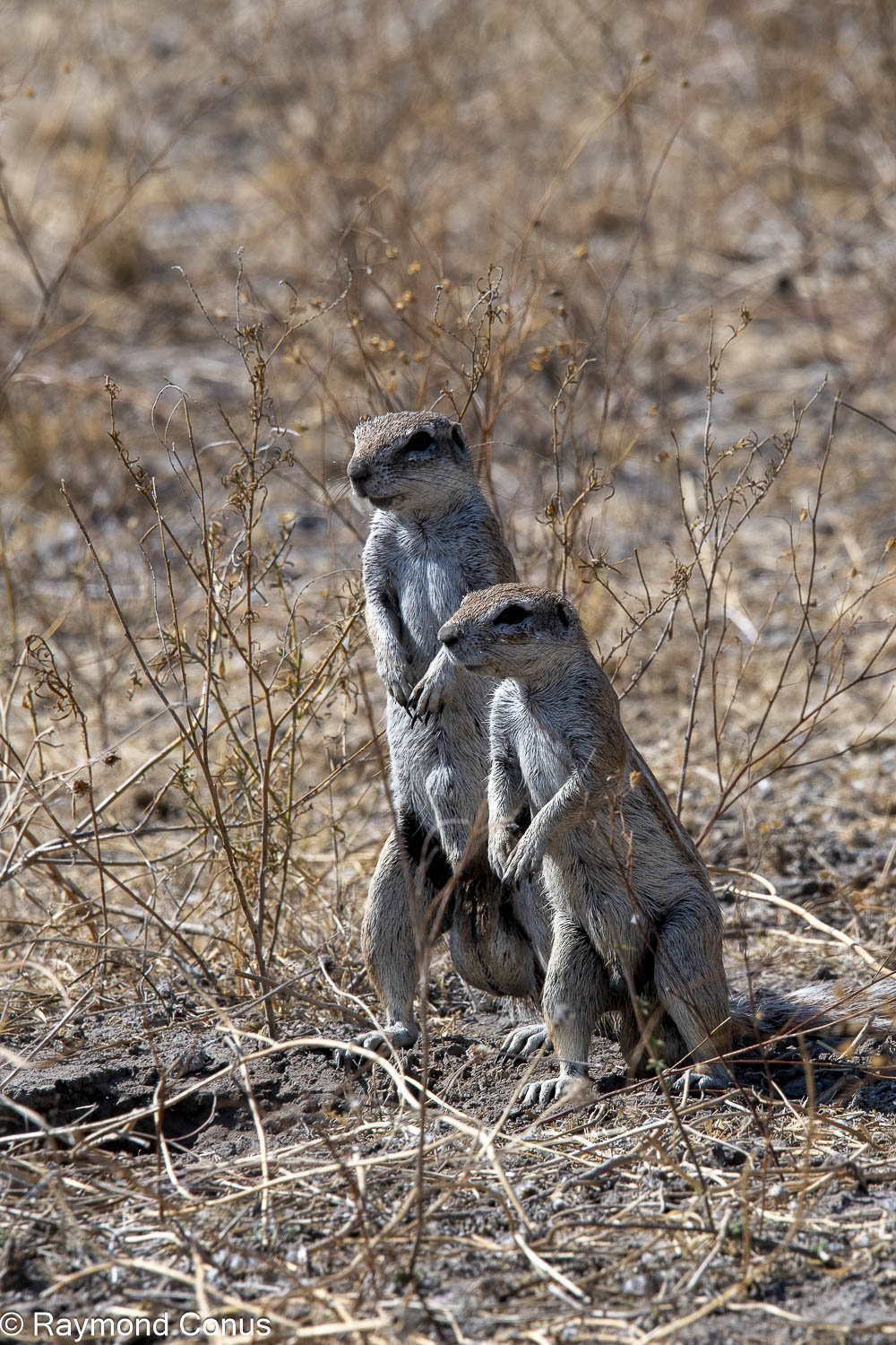 L'écureuil fouisseur du Cap (6)