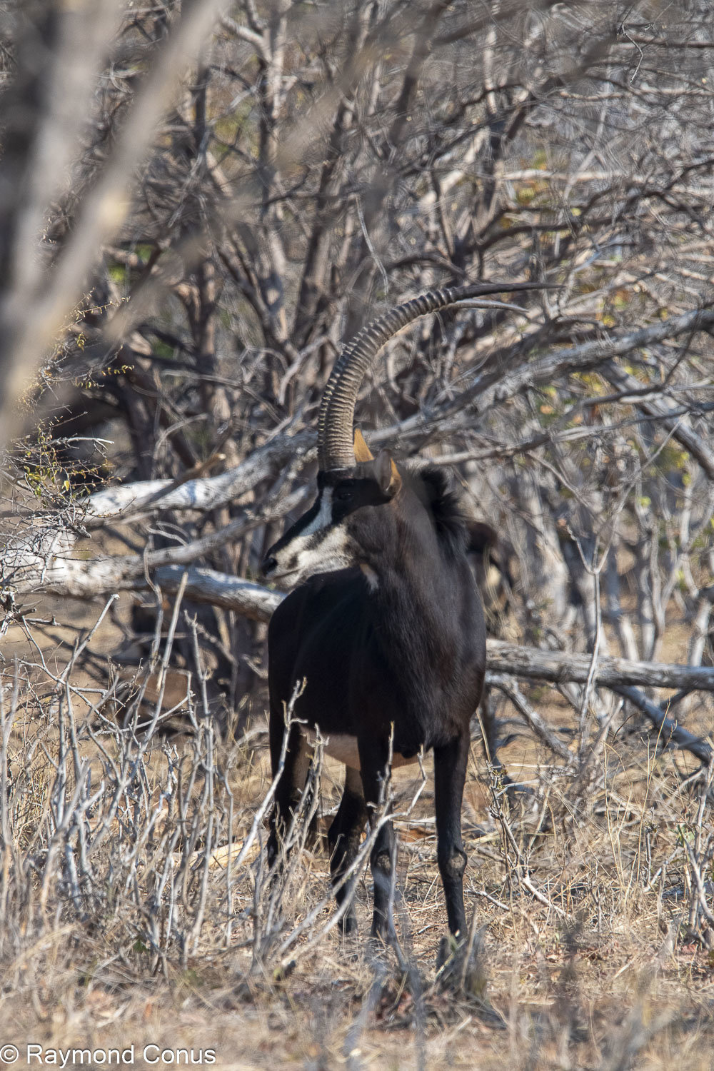 L'hippotrague noir (1)