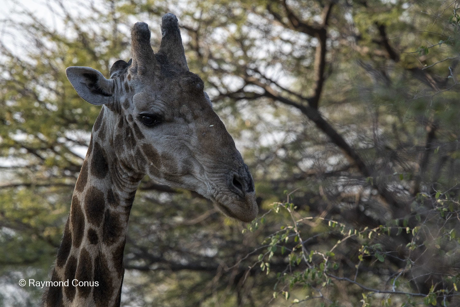 La girafe d'Angola (1)