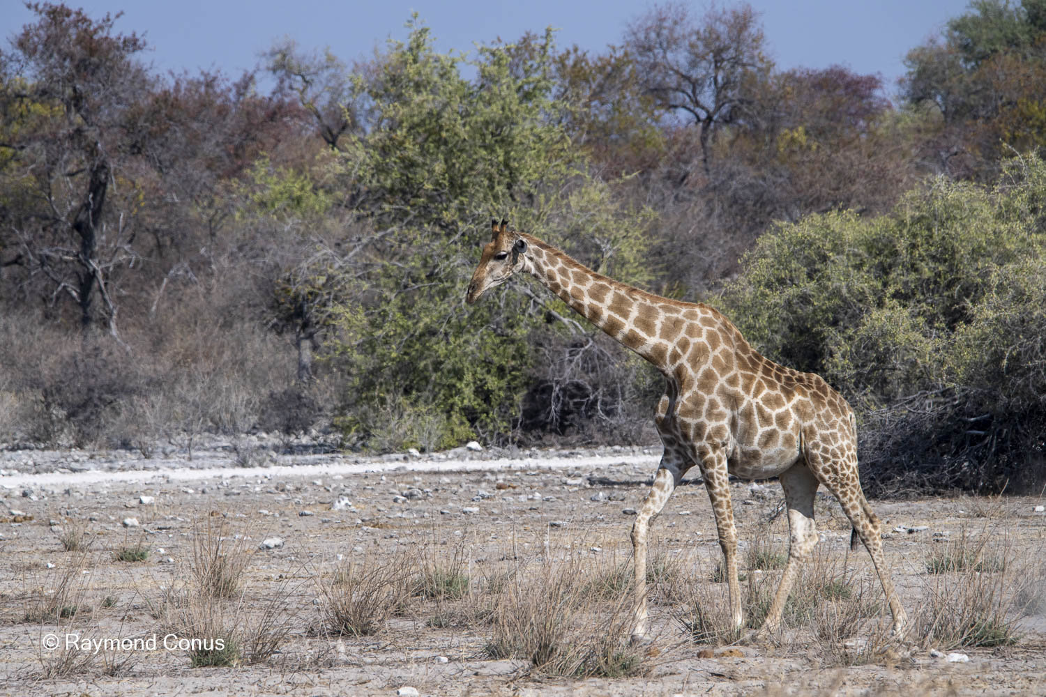 La girafe d'Angola (2)