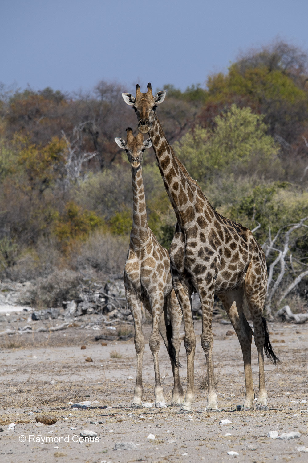 La girafe d'Angola (3)