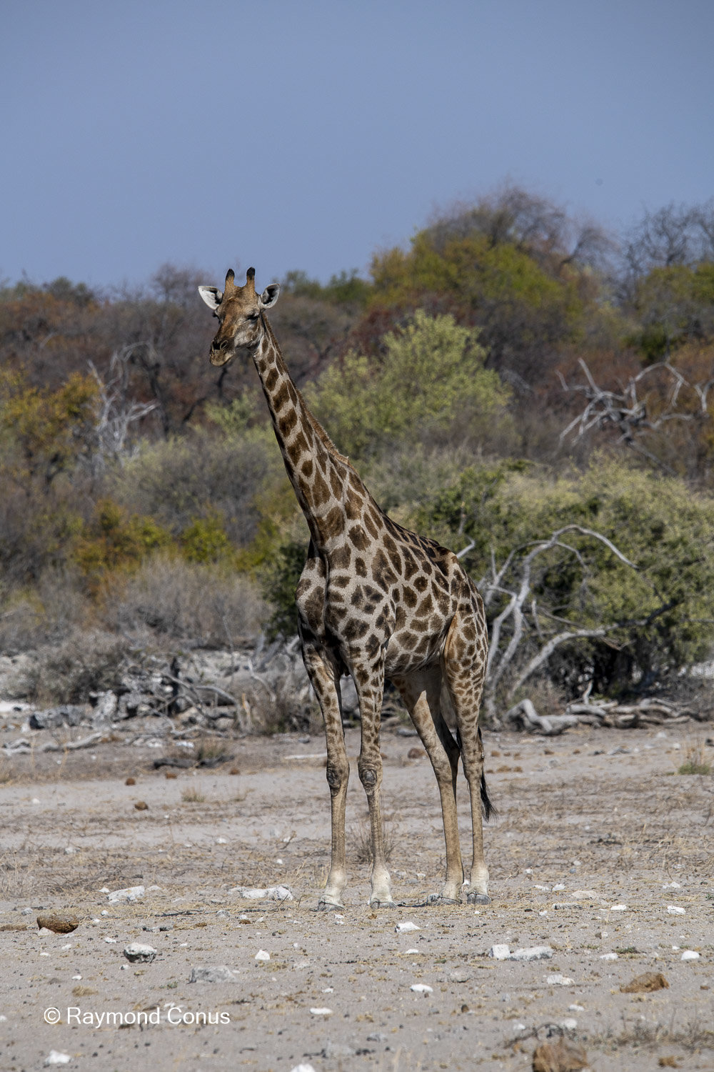 La girafe d'Angola (4)