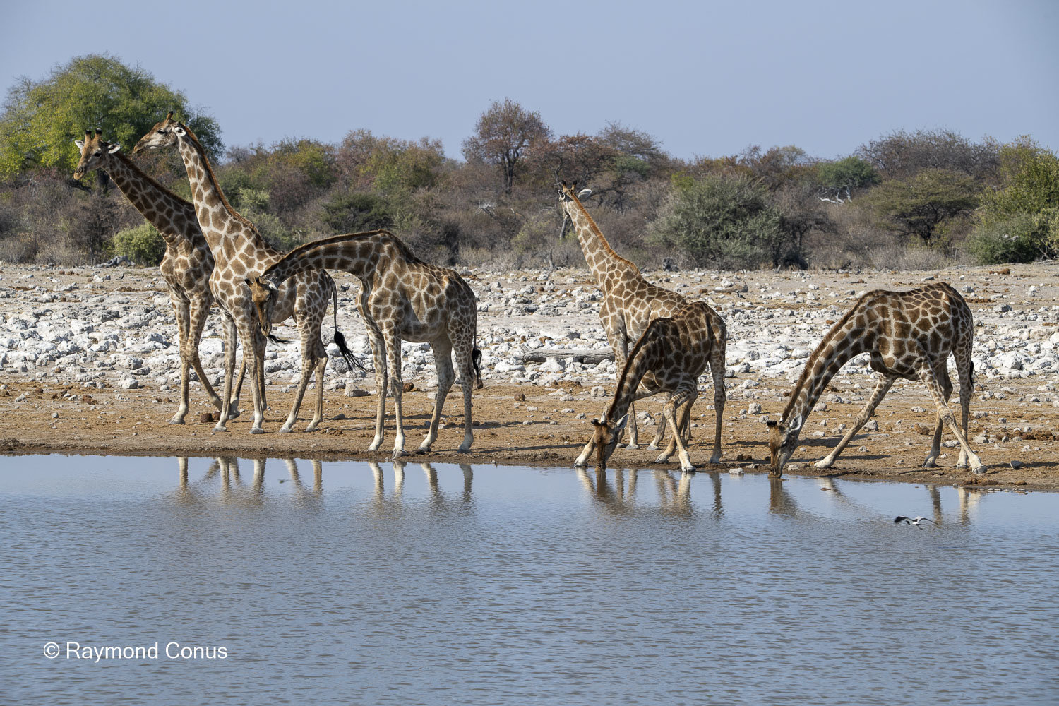 La girafe d'Angola (5)