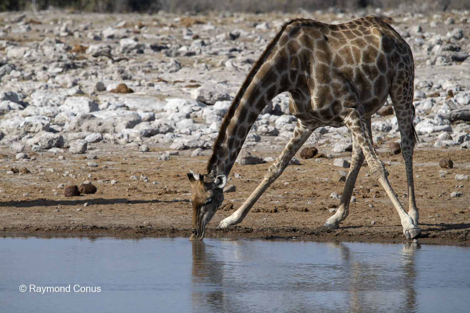 La girafe d'Angola (6)