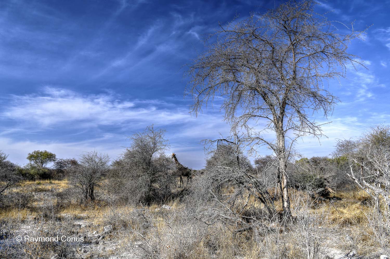 La girafe d'Angola (8)