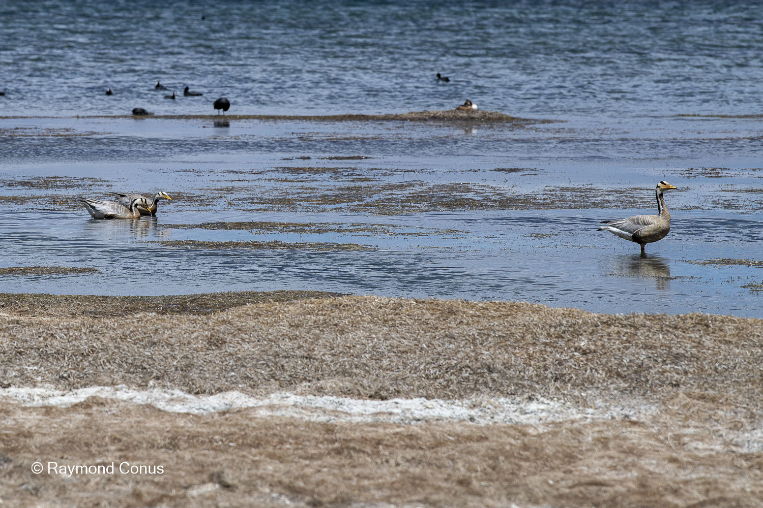 Lac Manasarovar (11)